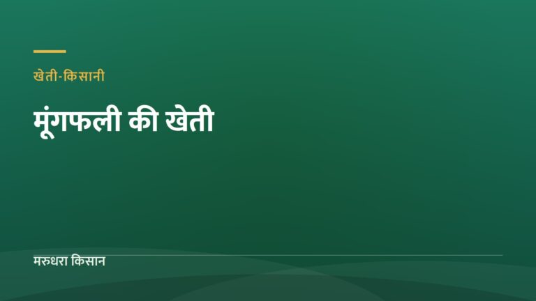 मूंगफली की खेती — मरुधरा किसान