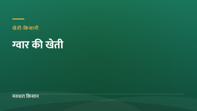 ग्वार की खेती — मरुधरा किसान