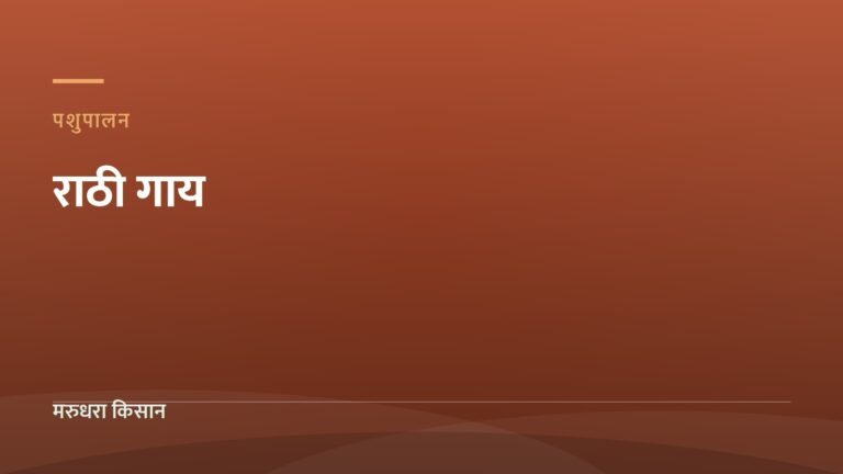 राठी गाय — मरुधरा किसान