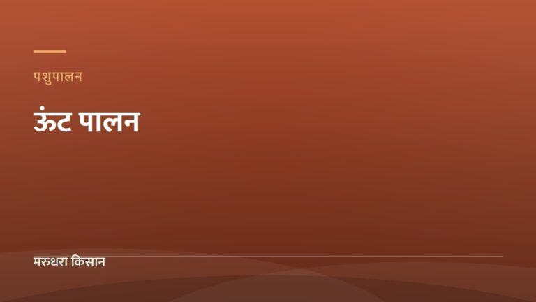 ऊंट पालन — मरुधरा किसान